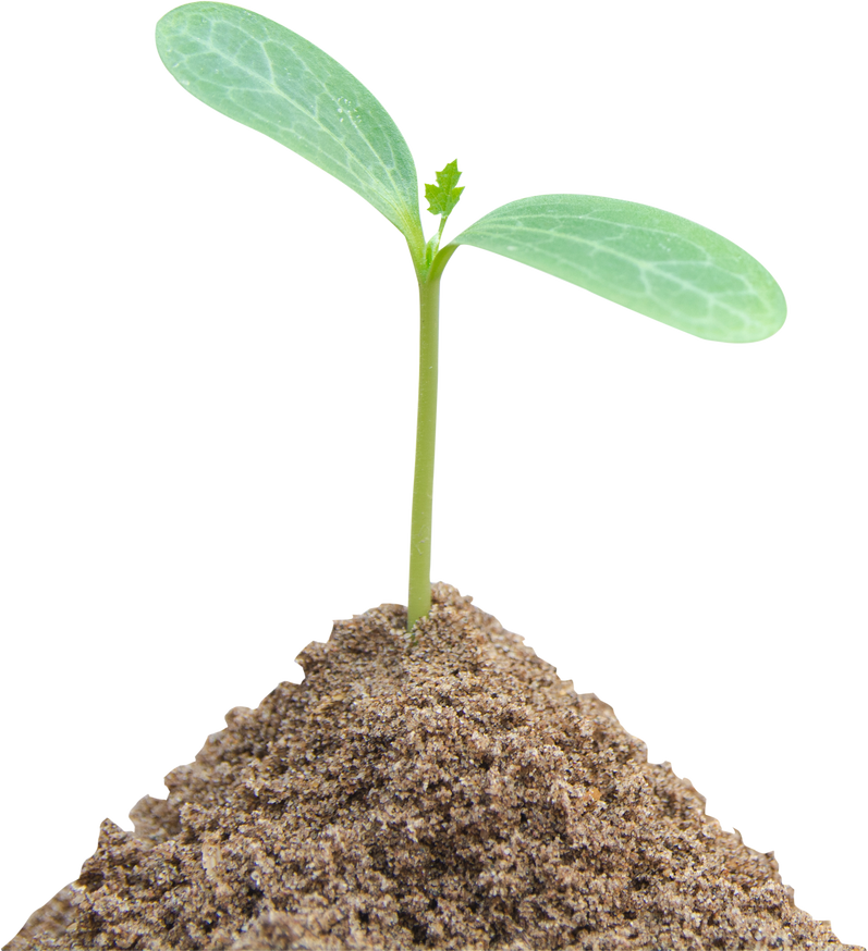 Green Sprout Growing, Young Plant from Soil Isolated on White Background with Clipping Path